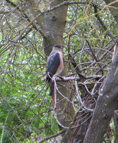 Cooper's hawk perched on a tree branch.
